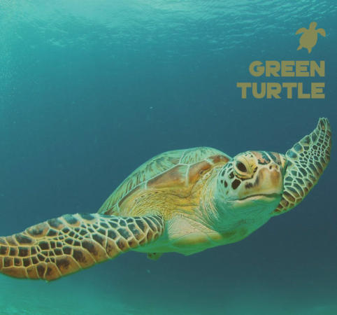 Green Turtle epoxy bio-resin system