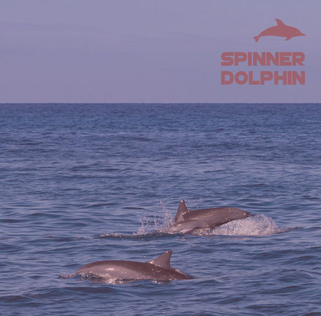 Spinner Dolphin Casting epoxy bio-resin system